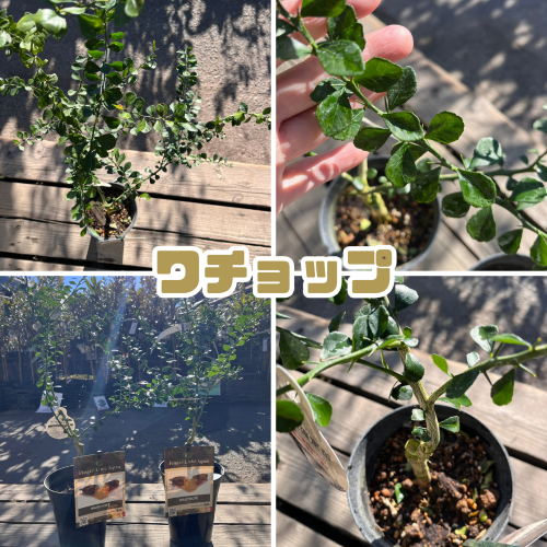 ☆　ひろポンさま専用　フィンガーライム苗木セット　☆ 6177hWwMtIL._AC_UF350,