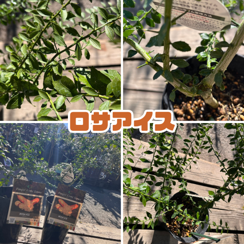 フィンガーライム 苗木5号鉢【フィンガーライムジャパン品種確定苗