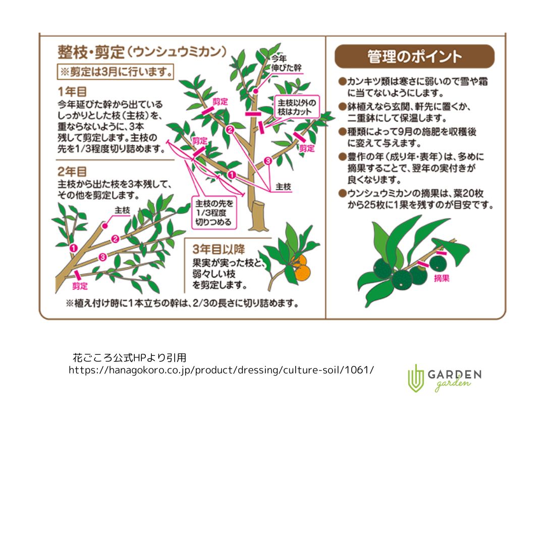 果樹園出品 宮崎ぶどう園 | 10/19（土） 収穫7品種 □ 種無し、皮ごと 1品種