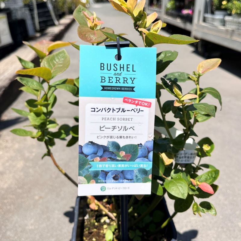 08ブルーベリーソルベ 08ブルーベリーソルベ