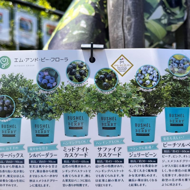 ジェリービーン【コンパクトブルーベリー】【BUSHEL and BERRY
