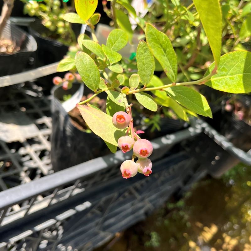 デライト【ラビットアイ系】2年生|ガーデンガーデン|花苗や観葉植物の
