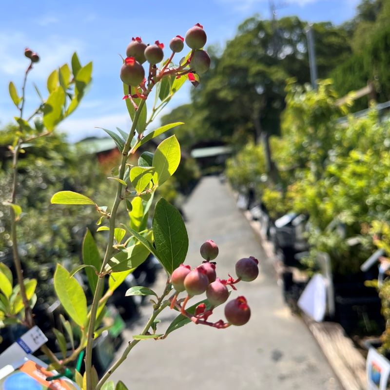 デライト【ラビットアイ系】2年生|ガーデンガーデン|花苗や観葉植物の