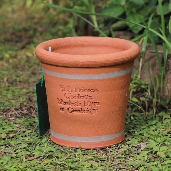 ٥ӡݥå åեɡݥ꡼ ȭ