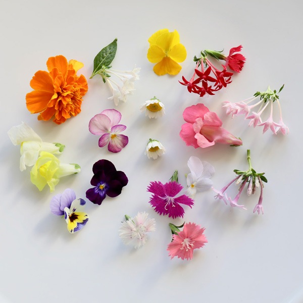 ̵ǥ֥ե20إѥå ̸