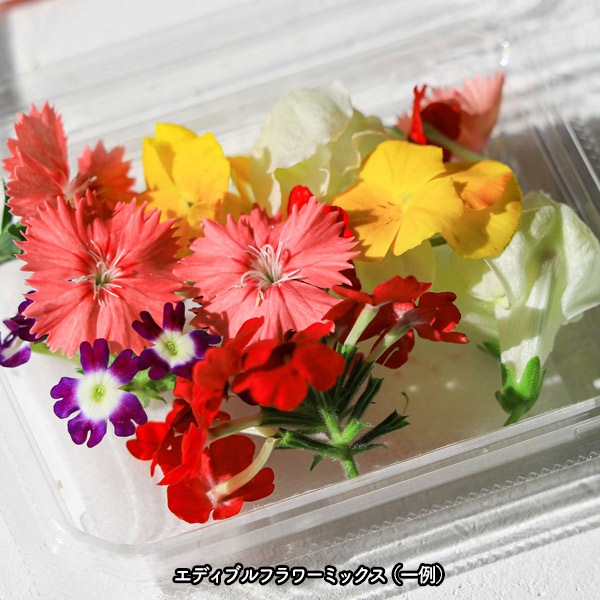 ̵ǥ֥ե20إѥå ̸