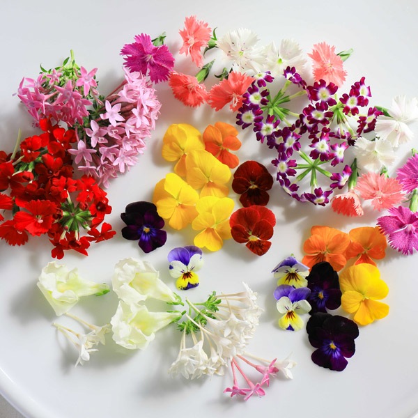 ̵ǥ֥ե20إѥå ̸