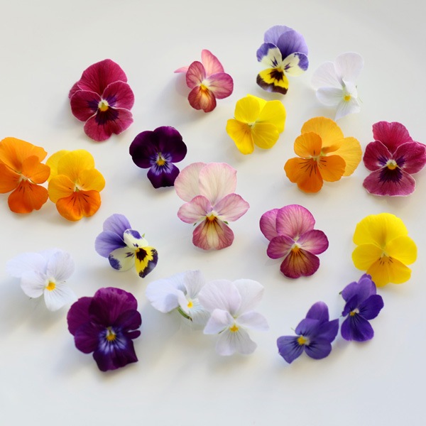 ̵ǥ֥ե20إѥå ̸