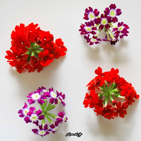 ̵ǥ֥ե20إѥå ̸