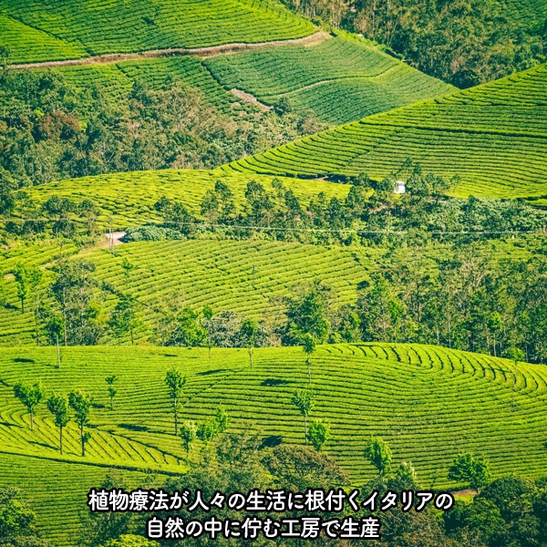 ˥åסǥʡ2浪ѥåȡPIANTE FELICIʥԥƥե꡼ˡ