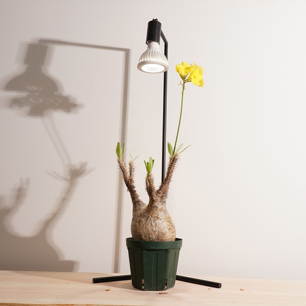 TSUKUYOMI 10Wʿʪ饤ȡ ۥ磻//֥󥺡BARREL