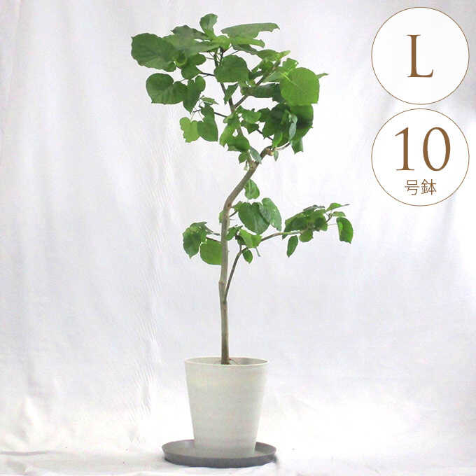 観葉植物 ウンベラータ L 10号鉢 植物 10号 インテリア 室内 玄関 屋外 