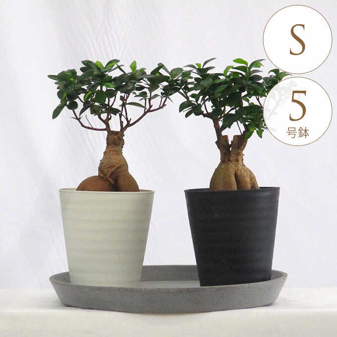 観葉植物 ガジュマル S 5号鉢 植物 5号 インテリア 室内 リビング 屋外