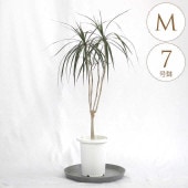 տʪ ɥ饻 󥷥 M 7ȭ  ʪ 7 ƥꥢ  ӥ  ٥    ե ¿ǯ ͵ ꡼  