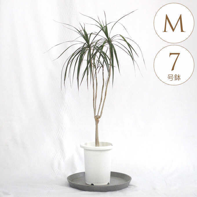 観葉植物 ドラセナ コンシンネ M 7号鉢 植物 7号 インテリア 室内