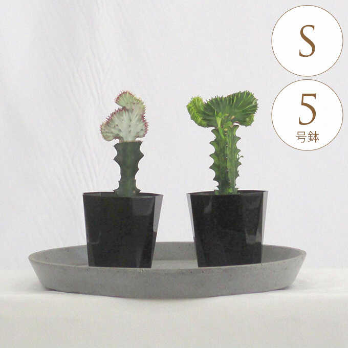 観葉植物 ユーフォルビア S 5号鉢 植物 5号 インテリア 室内 リビング