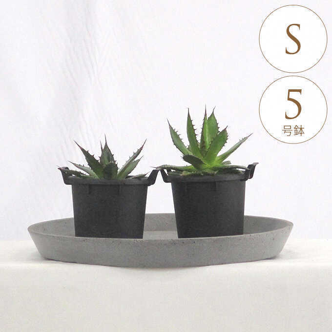 Jose.succulents.jpさん専用中型 アガベ 観葉植物 今日のアガベ CJ-5 めちゃ楽しみな株 @wabi_daikanyama