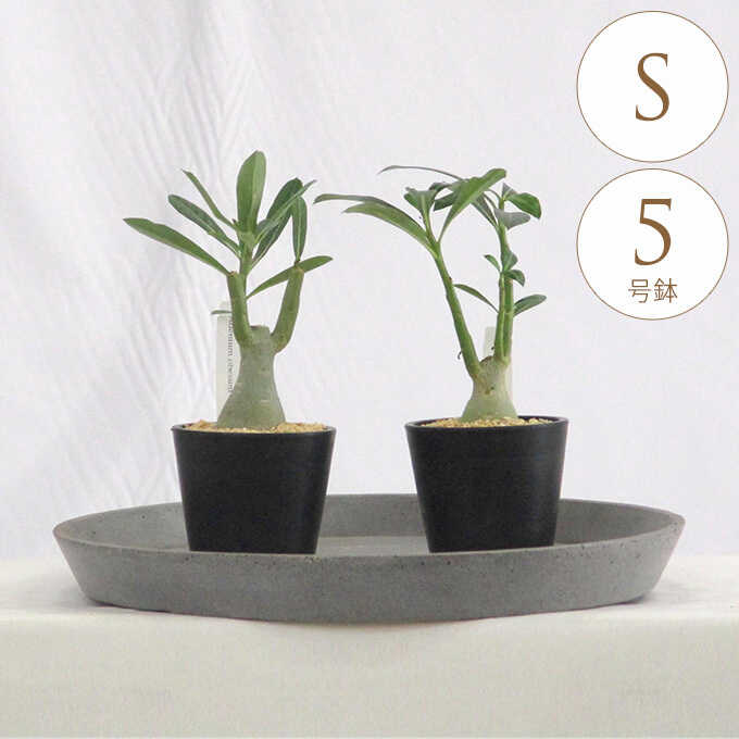 観葉植物 塊根植物 アデニウム オベスム S 5号 植物 5号 インテリア 