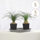 ���տ�ʪ �ȥå����� S 5��ȭ  ��ʪ 5�� ����ƥꥢ ���� ��ӥ� ���� �٥��� ���� ���� �� �ƥ饹 ���ե��� �͵� ¿ǯ��