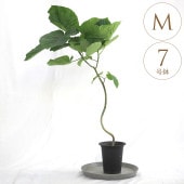 տʪ ٥顼 M 7ȭ  ʪ 5 ƥꥢ       ӥ ꡼  