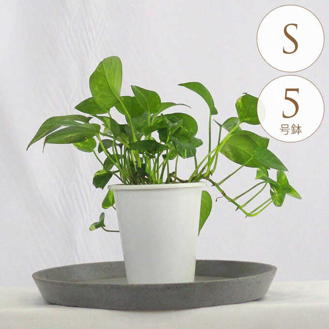 うるここ【現品・鉢まま出荷】希少ポトス　5点セット 観葉植物 ポトス S 5号鉢 植物 5号 インテリア 室内 リビング 屋外