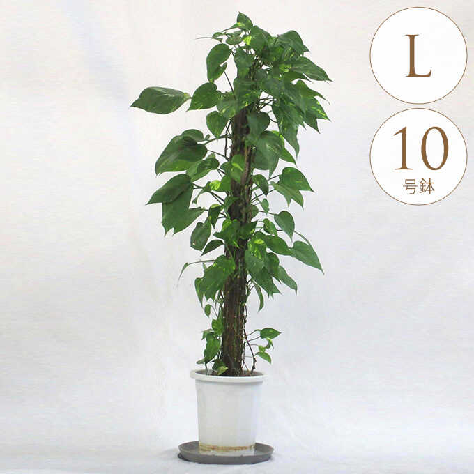 観葉植物 ポトス L 10号鉢 植物 10号 インテリア 室内 リビング 屋外