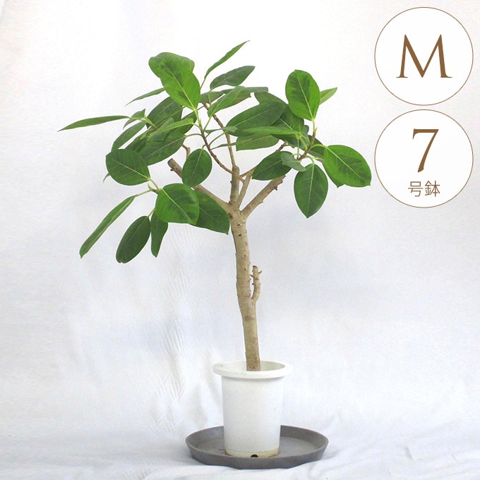 観葉植物 アルテシマ M 7号鉢 植物 7号 インテリア 室内 リビング 屋外