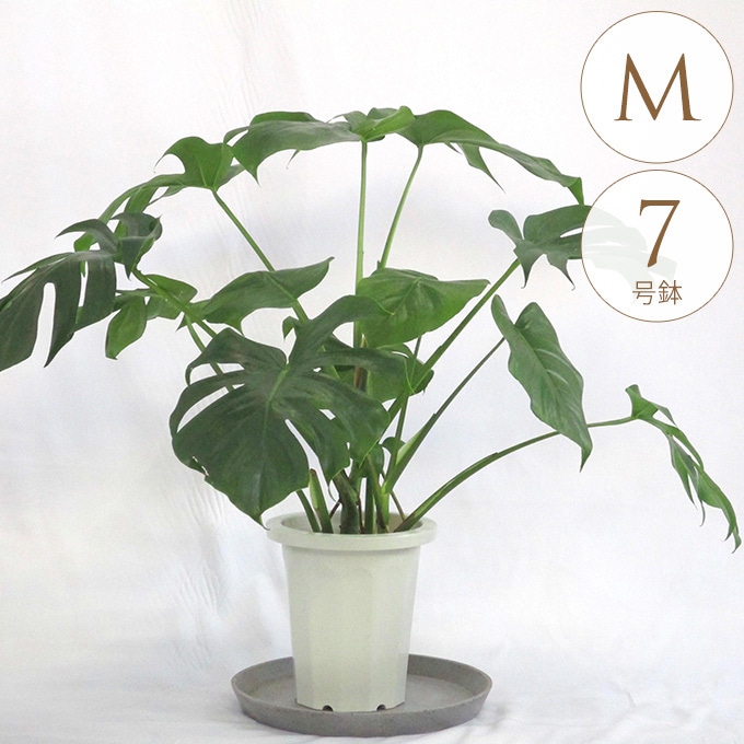 観葉植物 モンステラ 7号 根あがり コーディル シリンダー