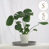 ���տ�ʪ �ҥ��󥹥ƥ� S 5��ȭ  ��ʪ 5�� ����ƥꥢ ���� ��ӥ� ���� �٥��� ���� �� �͵�