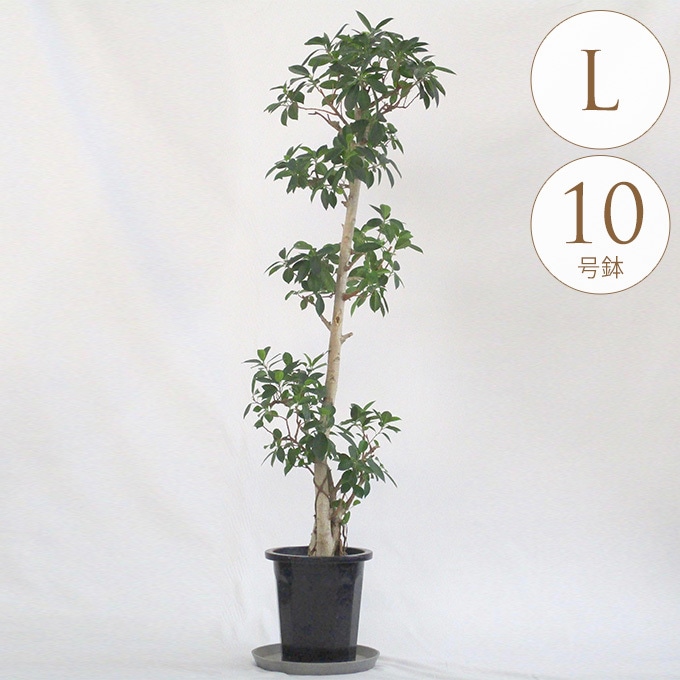 ガジュマル　10号約120cm 現品 観葉植物 ガジュマル L 10号鉢 植物 10号 インテリア 室内
