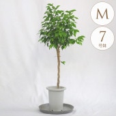 տʪ ե٥󥸥ߥ M 7ȭ  ʪ 7 ƥꥢ  ӥ  ٥    ƥ饹 ե ͵ ꡼  