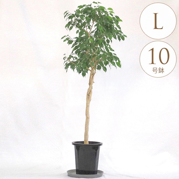 観葉植物 フィカスベンジャミン L 10号鉢 植物 10号 インテリア 室内