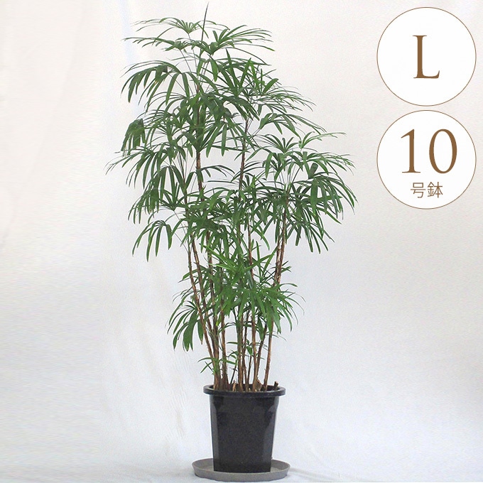 B級品/大型観葉植物】緑の宝石！濃い緑色の葉が魅力♪シュロチク