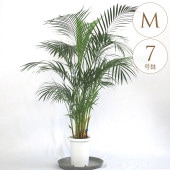 տʪ 쥫䥷 M 7ȭ  ʪ 7 ƥꥢ  ӥ  ٥   ե ͵    ꡼  