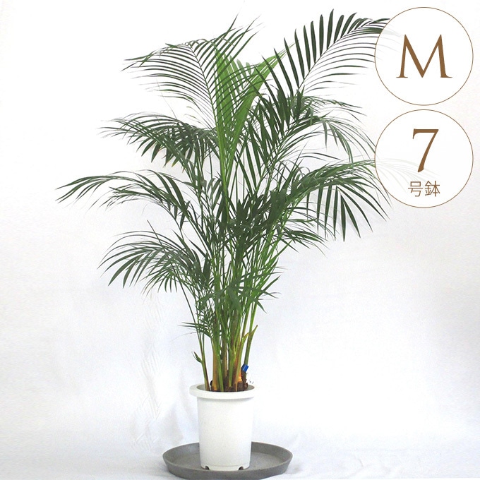 観葉植物 アレカヤシ M 7号鉢 植物 7号 インテリア 室内