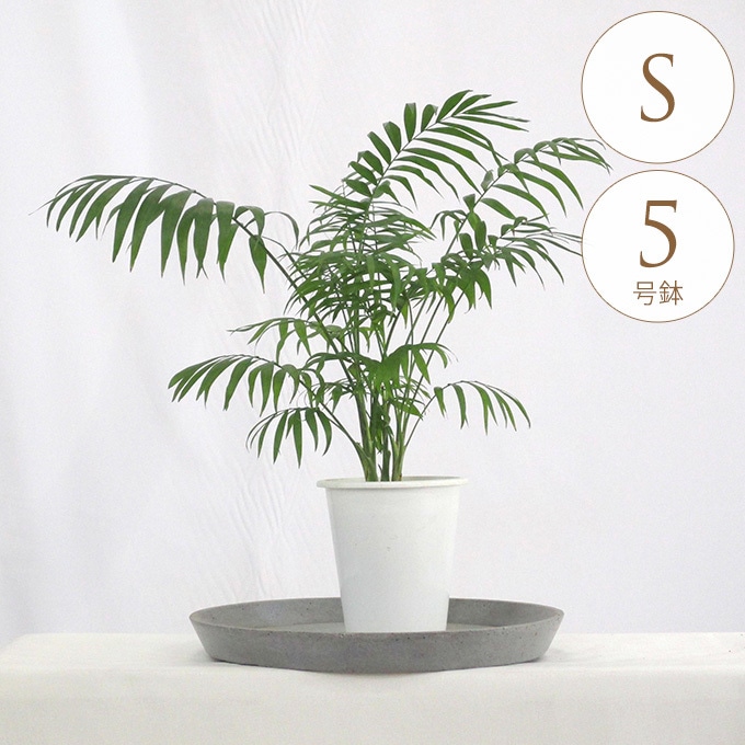 観葉植物 テーブルヤシ S 5号鉢 植物 インテリア 室内 リビング 屋外
