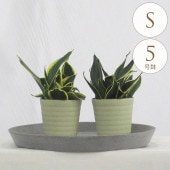 ���տ�ʪ ���󥹥٥ꥢ S 5��ȭ  ��ʪ 5�� ���󥻥٥ꥢ ����ƥꥢ ���� ��ӥ� ���� �٥��� ���� ���� �� �ƥ饹 ���ե��� �͵� �������� ������� ���꡼��