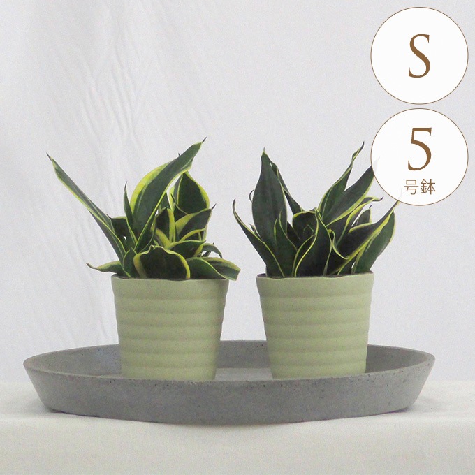 観葉植物 サンスベリア S 5号鉢 植物 5号 サンセベリア