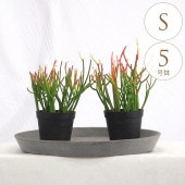 ���տ�ʪ �ߥ륯�֥å��� S 5��ȭ  ��ʪ 5�� ����ƥꥢ ���� ��ӥ� ���� �٥��� ���� ���� �� �ƥ饹 ���ե��� �͵� ¿����ʪ ¿��