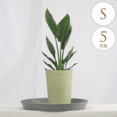 ���տ�ʪ ���ȥ����� �쥮�� S 5��ȭ  ��ʪ 5�� ����ƥꥢ ���� ��ӥ� ���� �٥��� ���� ���� �� �ƥ饹 ���ե��� �͵�