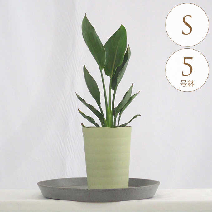 観葉植物 ストレリチア レギネ S 5号鉢 植物 5号 インテリア 室内