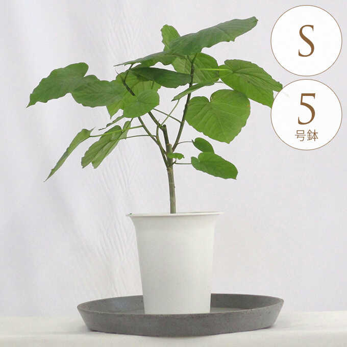 観葉植物（ウンベラータ）75cm 楽天市場】観葉植物 ウンベラータ L 10号鉢 植物 10号 インテリア 室内