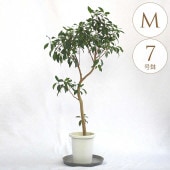 տʪ ޥ M 7ȭ  ʪ 7 ƥꥢ  ӥ  ٥   ƥ饹 ե ͵ Ƥ䤹 ꡼  