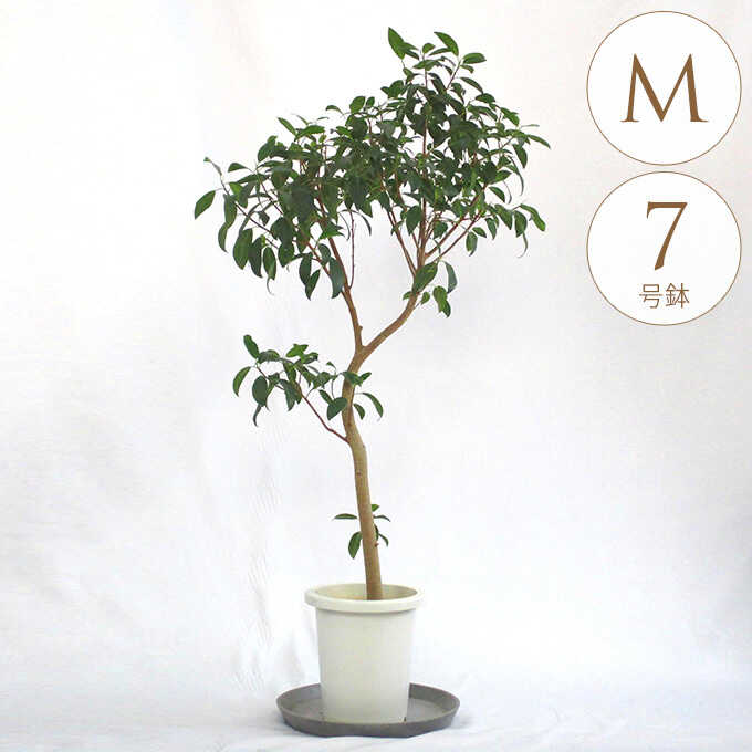観葉植物 ガジュマル M 7号鉢 植物 7号 インテリア 室内 リビング 屋外