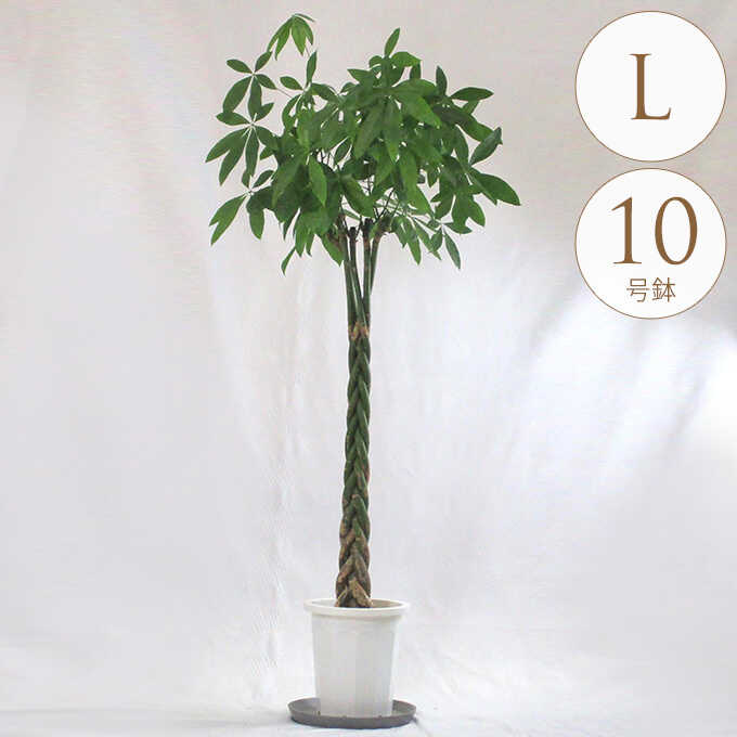 観葉植物 パキラ L 10号鉢 植物 10号 インテリア 室内 リビング 屋外