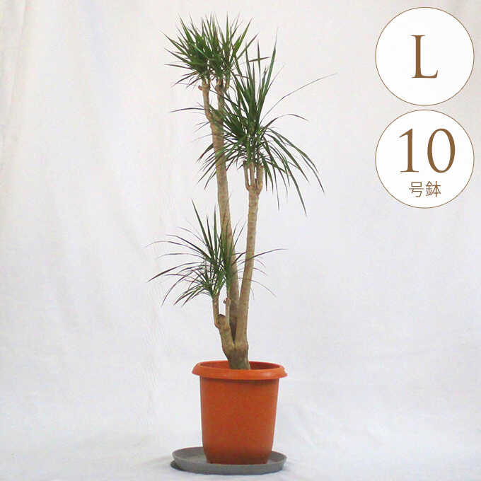 観葉植物 ドラセナ コンシンネ L 10号鉢 植物 10号 インテリア 室内