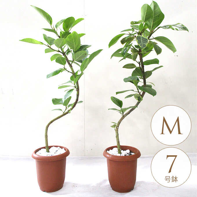 観葉植物 アルテシマ バリエガータ M 7号鉢 植物 7号 フィカス