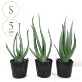 ���տ�ʪ ������ �ץ�ƥ����ꥹ S 5��ȭ  ��ʪ 5�� ����ƥꥢ ���� ��ӥ� ���� �٥��� ���� ���� �� �ƥ饹 ���ե��� �͵� ��Ƥ䤹��