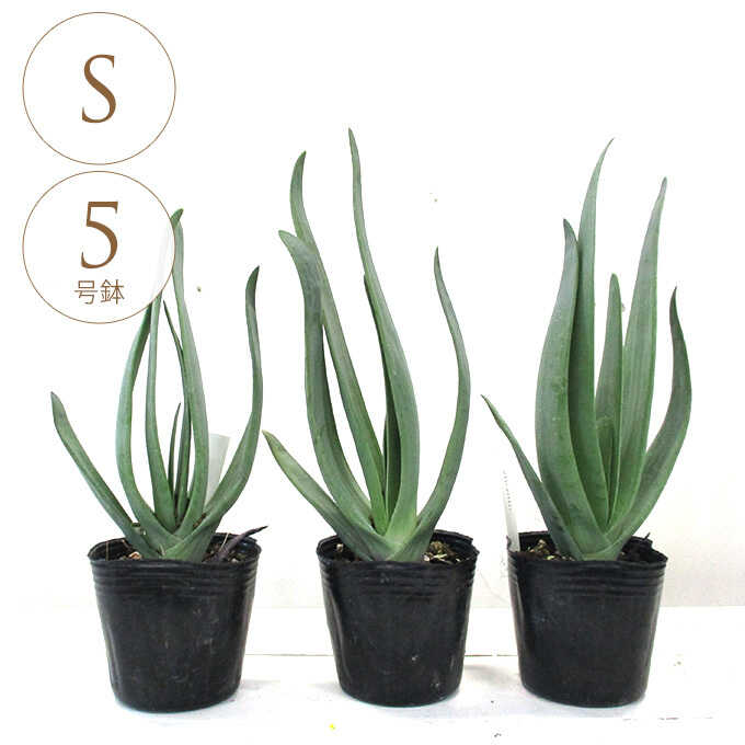 観葉植物 アロエ プリティカリス S 5号鉢 植物 5号 インテリア 室内