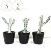 ���տ�ʪ �桼�ե���ӥ� �ۥ磻�ȥ������� S 5��ȭ  ��ʪ 5�� ����ƥꥢ ���� ��ӥ� ���� �٥��� ���� ���� �� ���ե��� �͵� ¿����ʪ